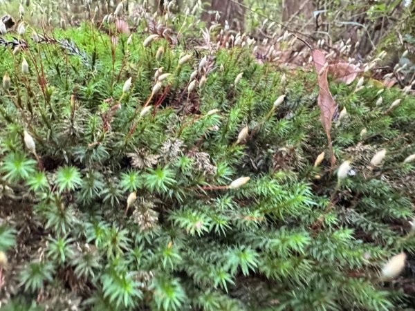 觀霧-檜山巨木群步道2925532