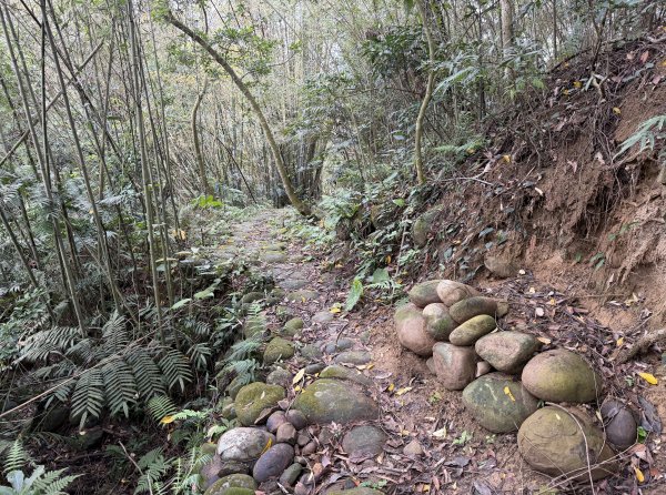 [樟之細路_第二大段RSA17] 2026_0328 飛鳳古道3026063