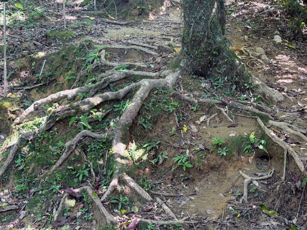 五分山系-望古瀑布段2896295