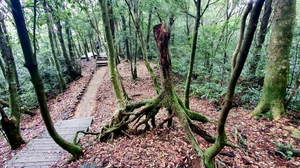 桃園東眼山，親子峰，尾寮崎古道，小角仔古道，街口溪步道，三峽阿屘尖，神木尖，牛角尖，牛角坑山1757551