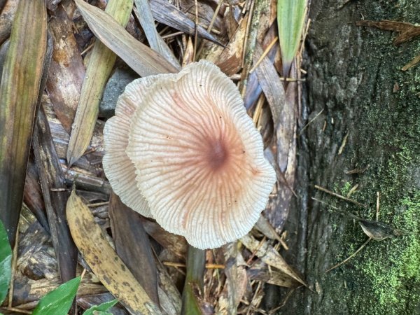 挑竹古道6號走小半天6連峰出孟宗竹林古戰場3108711