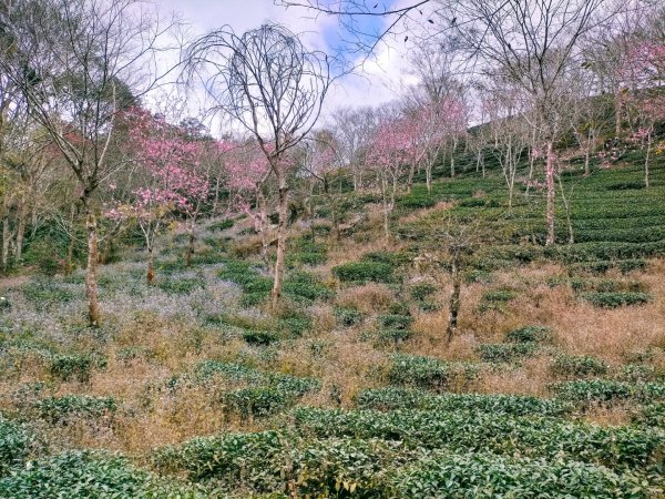 梅龍古道/竹子尖山/竹子尖步道/飯包尖山/獵鷹尖一線天/伍龍步道 環狀2436354