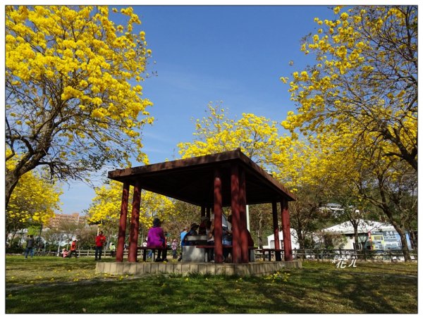 台中/廍子公園風鈴木865520