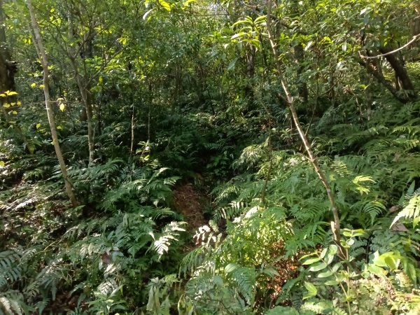 雙溪區大平林山+后番子坑古厝+后番子坑山+武山煤礦事務所+焦炭窯O型2988527