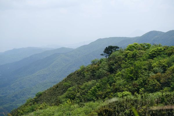 陽明山東段：風櫃嘴—頂山—石梯嶺—擎天崗封面