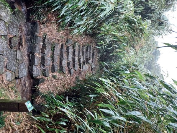 小油坑～七星山～冷水坑～擎天崗1940719