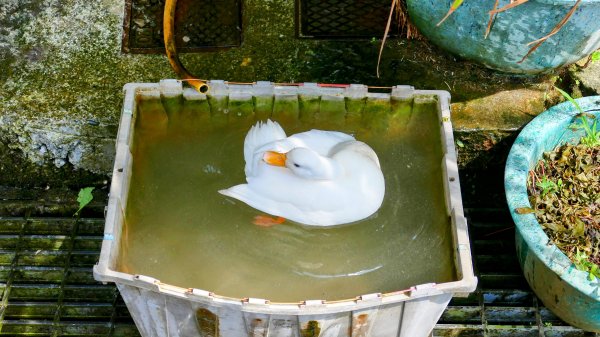 雙溪三柑Ｏ走2839870