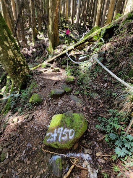 神木村-阿里山】神阿縱走1856870