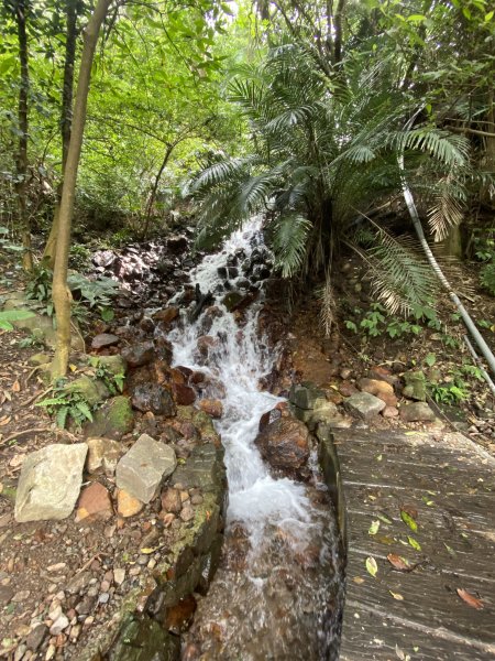 如墨暈染的春日邂逅｜中山樓墨染櫻 × 北投步道探花記2853876