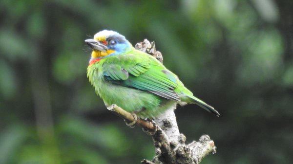 陽明山趴趴走 #琉璃光雲海 ，首拍 #綠鳩 4/272770736