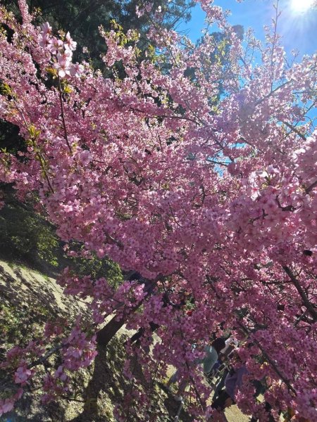 🌈2/16(日)-17(一)福壽山+武陵農場賞櫻🌈🌸FB：熊熊趴爬走 歡迎加入2714866