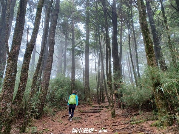 【台中和平】蟲鳴鳥叫迴盪在林間。大雪山國家森林遊樂區-稍來小雪山國家步道2580674