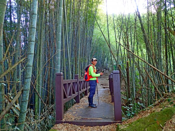 竹林饗宴--瑞太古道登雲戴山順走九芎坪山493556