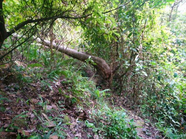 暗影山 小百岳 三等三角點4181690856