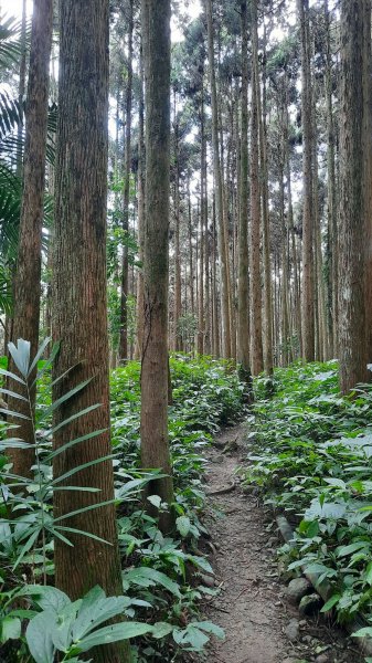 《苗栗》山中水晶蘭｜南庄向天湖山三連峰O型202203131639748