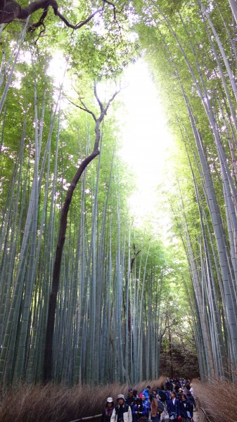 日本京都嵐山652065