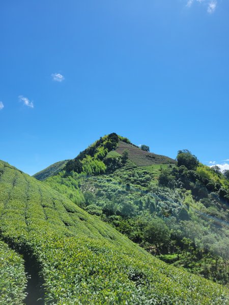 【雲嘉抺茶山】1735894