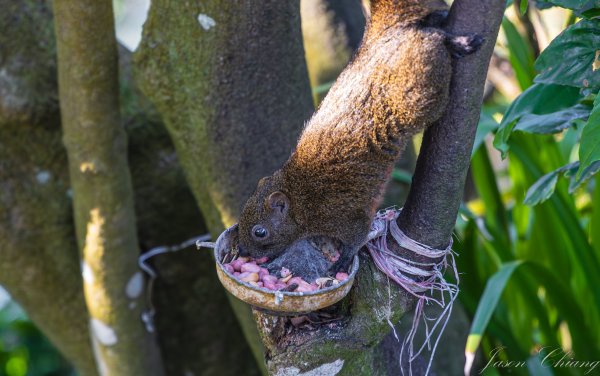 [台北]大崙頭山、碧山巖、忠勇山2746229