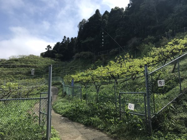 麥巴來山O型之霧895679