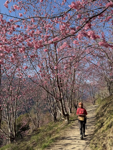 司馬庫斯巨木步道+櫻花祭202602193009426