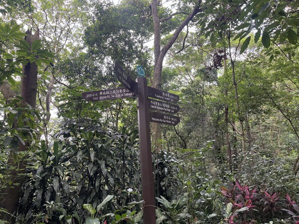 [微笑山線_第五段] 2025_0705 天上山系_國旗嶺2830071