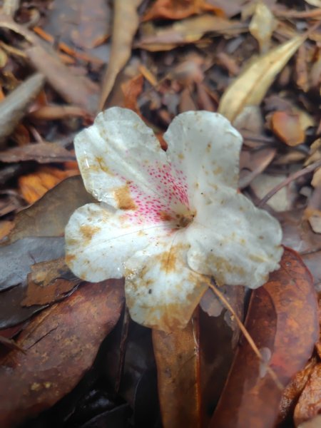 橫沙笛/橫嶺山、沙蓮山、笛吹山2799264