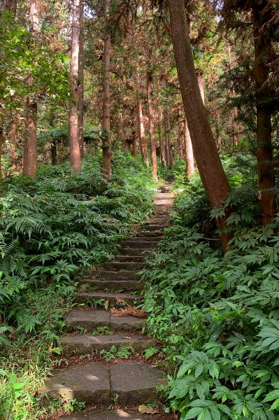 苗栗獅潭｜仙山登山步道｜穿過杉木小徑．遠眺綿延山峰1574405