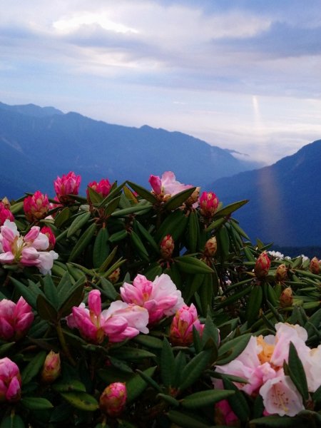 賞心悅目～賞高山玉山杜鵑1374475