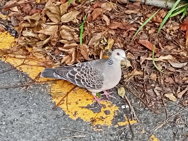 【臺北大縱走 6】象山公園→糶米古道→土地公嶺步道→軍功山→中埔山東峰→中埔山→福州山公園→富陽公園2177381