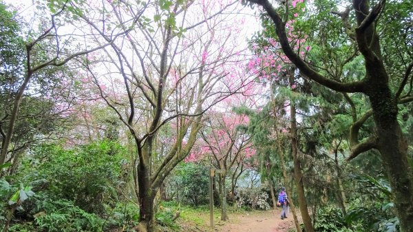 大尖山,四分尾山,勤進路1630940