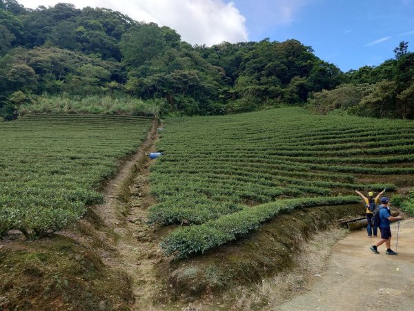 20240818(倒吊三山)磨婆寮山-目五寮山-倒吊子山-倒吊蓮山-倒吊嶺-三腳木山2576380