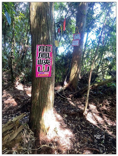 龍鳳峽縱走羊頭崙山(溪頭七連峰)2542325