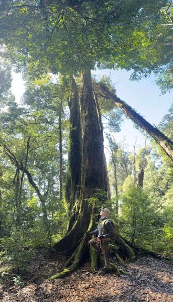 1140209雪見北坑山大板根2709959