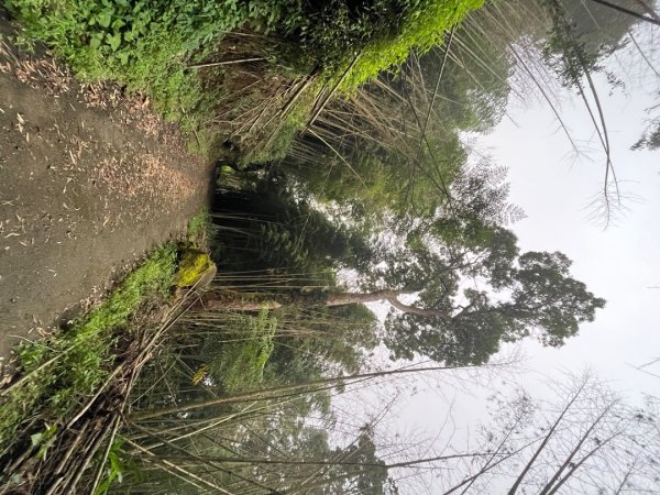 20230924_大湖尖山、大凍山（嘉義縣小百岳）2762740