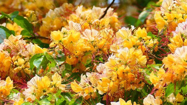 加羅林魚木,松菸文創園區3038147