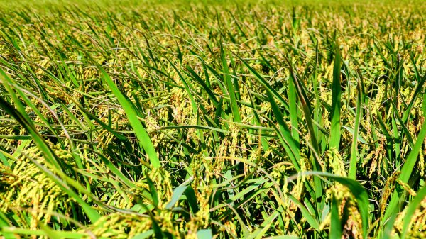 富岡仙草花2942416