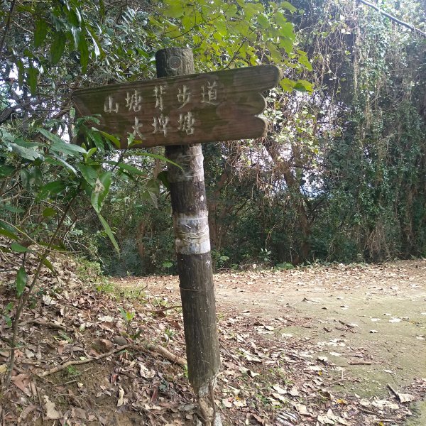山塘背登山步道-竹林秘境1606081