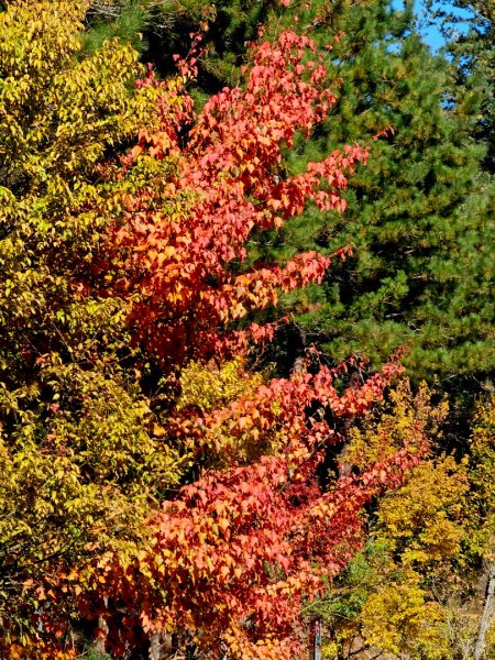 小雪山天池步道2962678