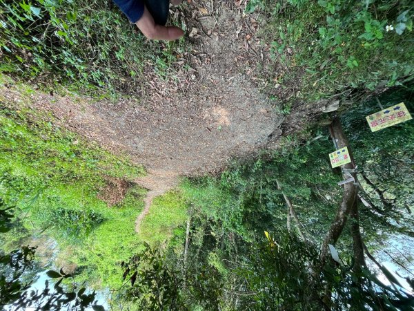 20231102_關西赤柯山（森遊竹縣）2762966