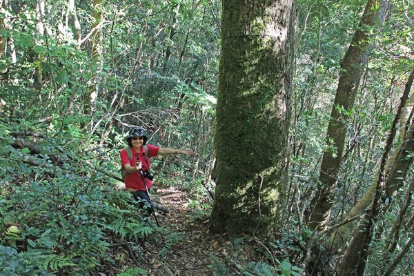 屯野生台山、石麻達山連走497623