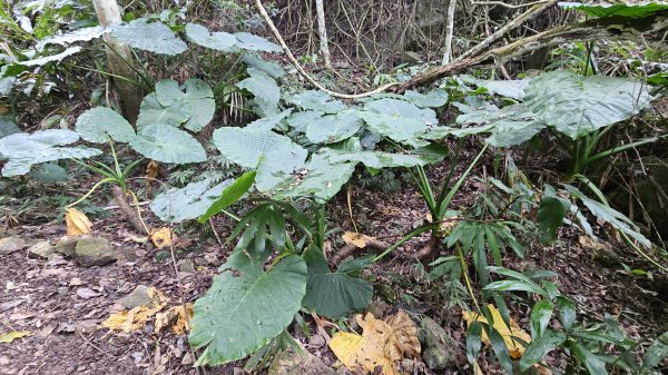【登頂小百岳；見證九二一】解鎖第57座小百岳，編號047九份二山 🏔️2952082
