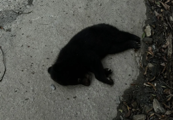 【新聞】台灣黑熊幼崽疑50公尺高邊坡墜落 倒臥南橫公路傷重不治