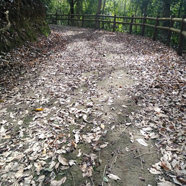 山塘背登山步道-竹林秘境1606078