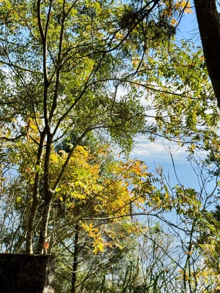 集集大山(小百岳#50）野店吃小吃2972033