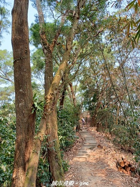 【雲林古坑】荷苞山登山步道x 桐花公園2118581