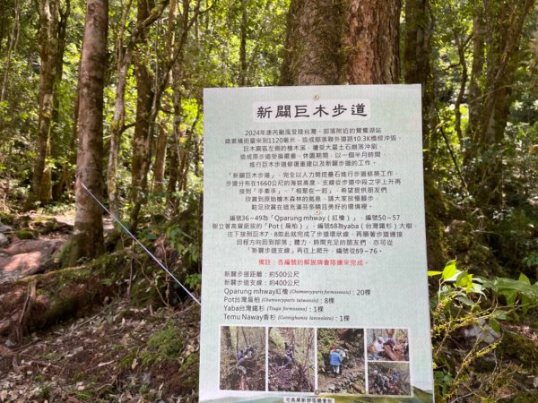 1140825司馬庫斯新巨木園區-司立富瀑布-部落觀景台2871212