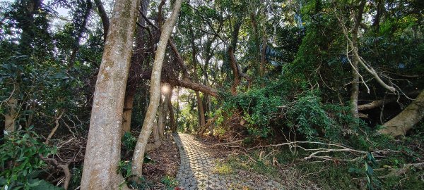 2026/01/10_銅鏡山林步道2980588