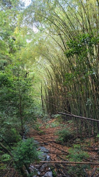 上帝的部落司馬庫斯神木群步道2176297