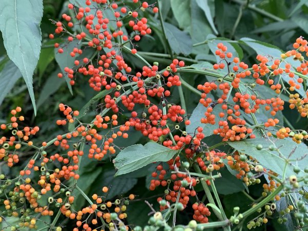 20251010高雄尾寮山-西北峰2913658