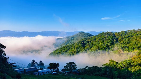 雲山水花鳥蝶-天龍國阿伯的日常 #艷紅鹿子百合 #大鳳蝶 #玉帶鳳蝶2863911